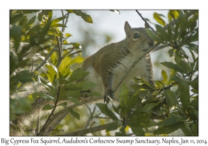Big Cypress Fox Squirrel