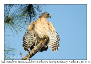Red-shouldered Hawk