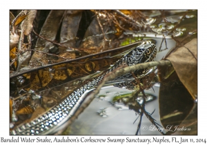 Banded Water Snake