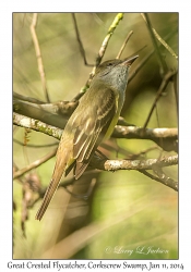 Great Crested Flycatcher