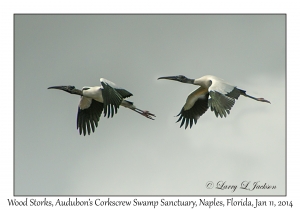 Wood Storks
