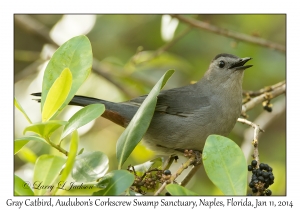 Gray Catbird