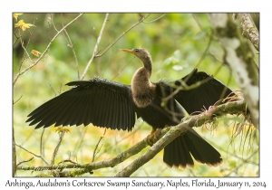 Anhinga