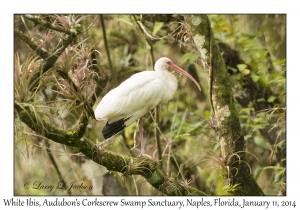 White Ibis