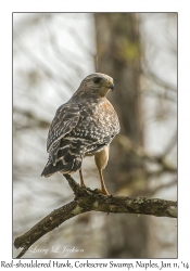 Red-shouldered Hawk