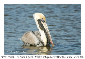 Brown Pelican