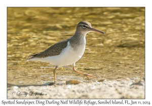 Spotted Sandpiper