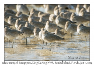 White-rumped Sandpipers