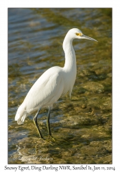 Snowy Egret