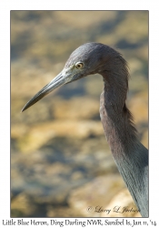 Little Blue Heron