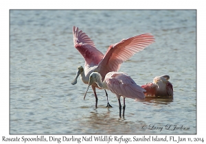 Roseate Spoonbills