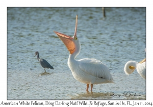 American White Pelican