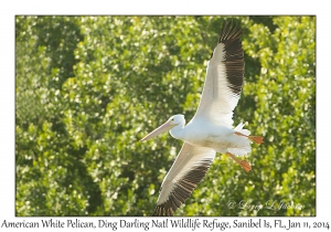 American White Pelican