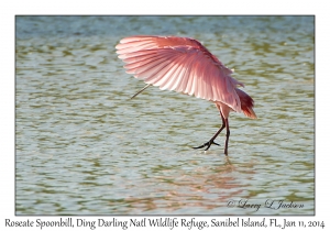 Roseate Spoonbill