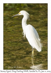 Snowy Egret