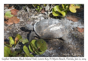 Gopher Tortoise
