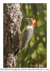 Red-bellied Woodpecker, female
