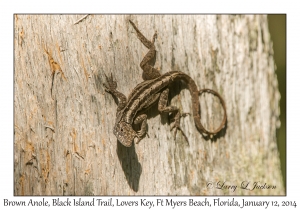 Brown Anole