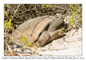 Gopher Tortoise