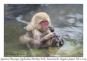 Japanese Macaque