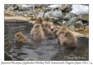 Japanese Macaques