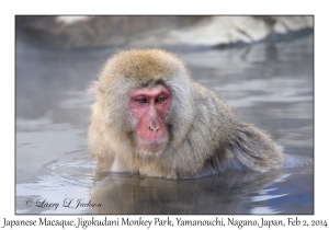 Japanese Macaque