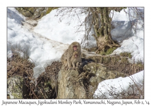 Japanese Macaques