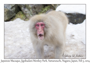 Japanese Macaque