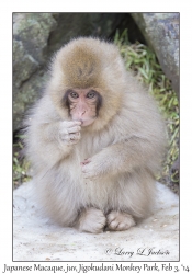 Japanese Macaque