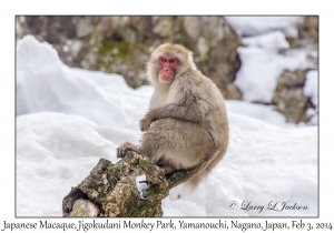 Japanese Macaque