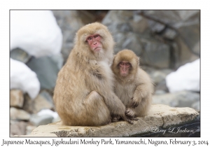 Japanese Macaques