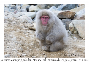 Japanese Macaque