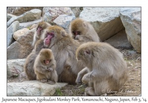 Japanese Macaques