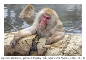 Japanese Macaque