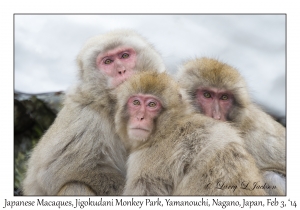 Japanese Macaques