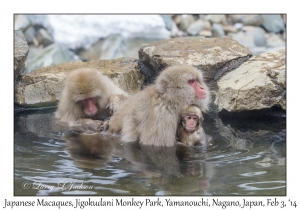 Japanese Macaques