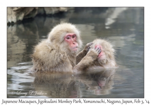 Japanese Macaques