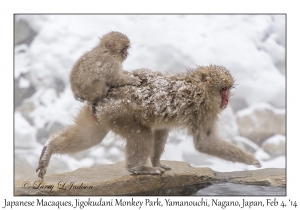 Japanese Macaques