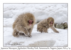 Japanese Macaques