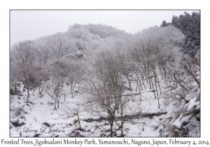 Frosted Trees