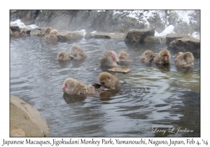 Japanese Macaques