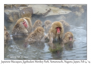 Japanese Macaques