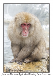 Japanese Macaque