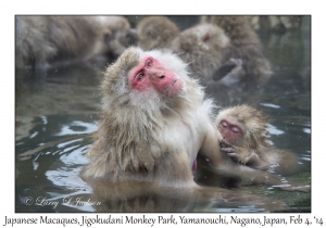 Japanese Macaques