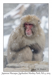 Japanese Macaque