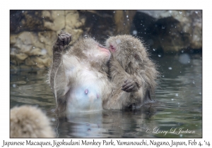 Japanese Macaques