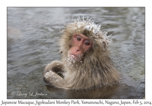 Japanese Macaque