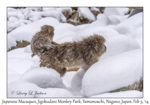 Japanese Macaques