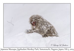 Japanese Macaques