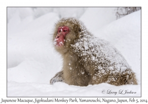 Japanese Macaque